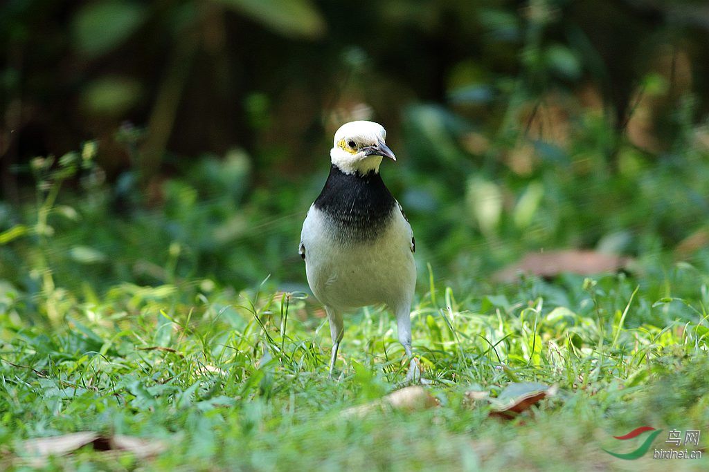 白头琼鸟俗称黑脖八哥也称白头莺