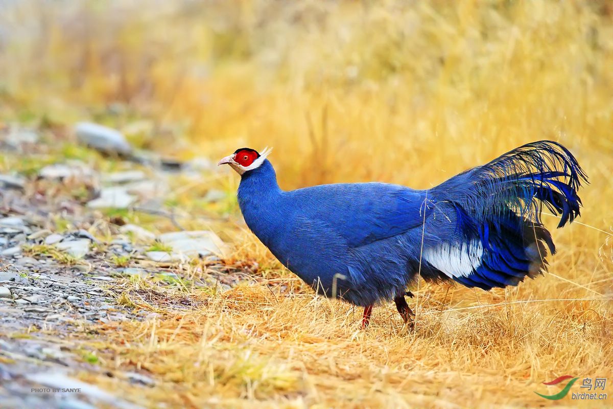 则岔沟蓝马鸡