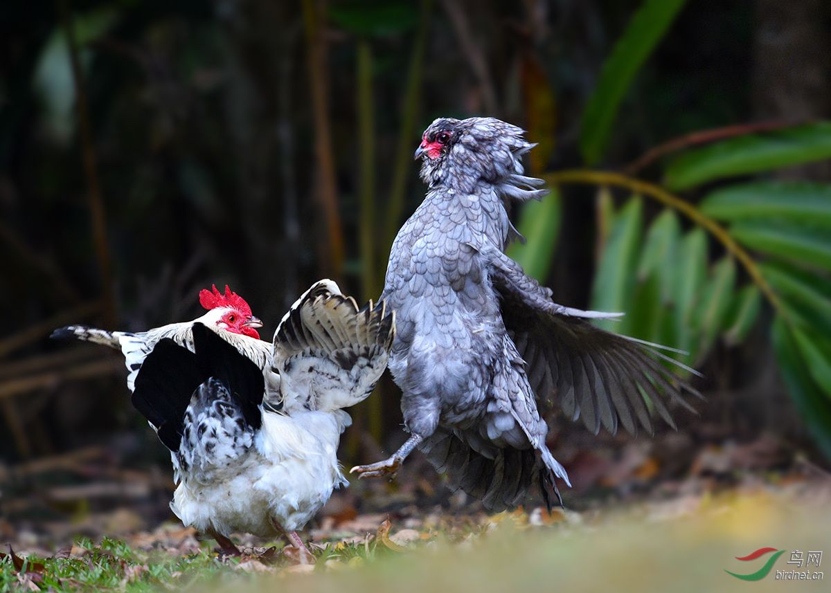 澳洲原鸡争霸战