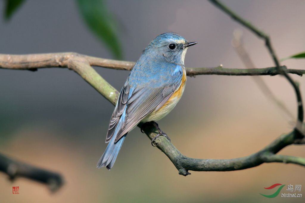 两只小鸟-山鹡鸰-红肋蓝尾鸲
