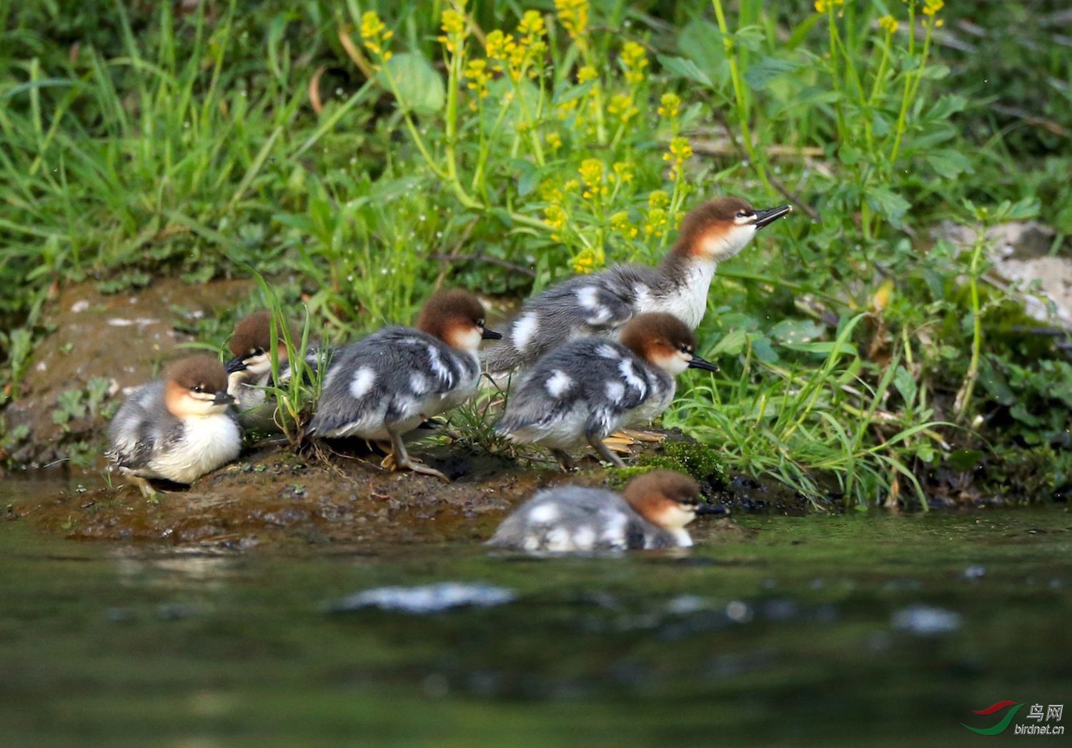 (中华秋沙鸭)小宝宝