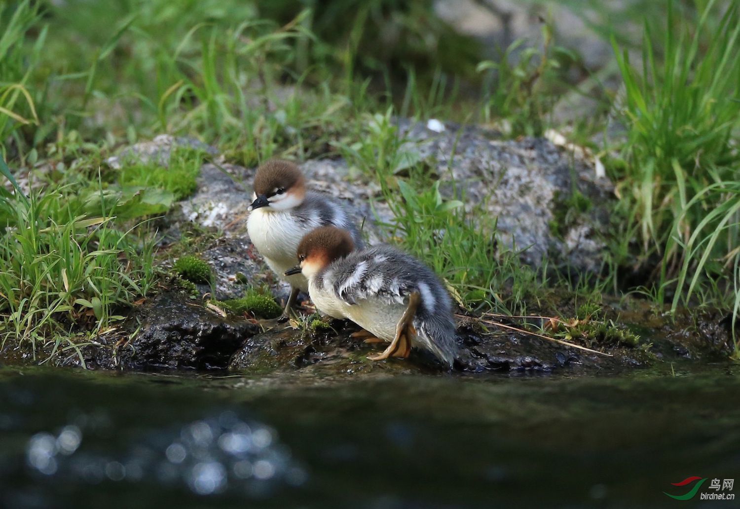 (中华秋沙鸭)小宝宝
