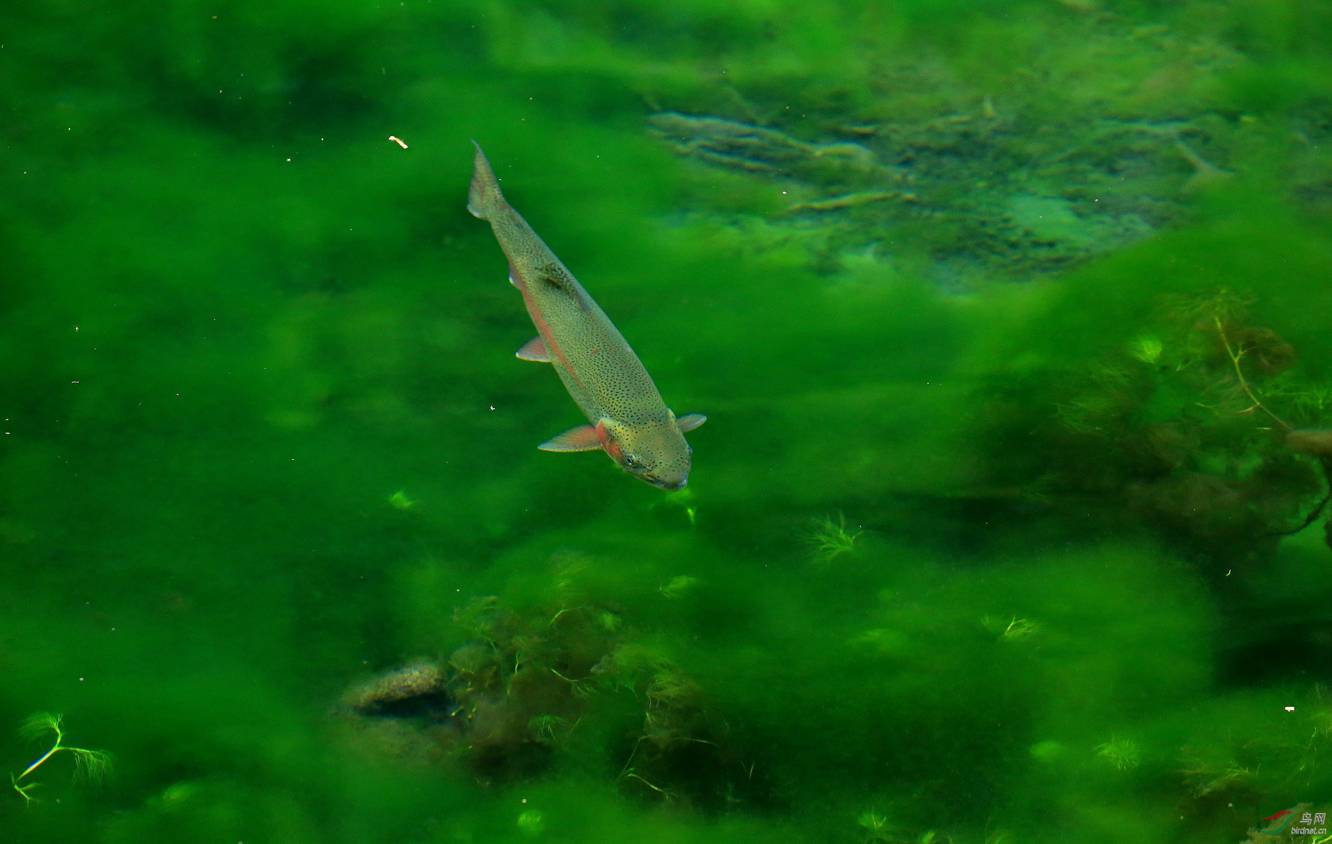 鱼的绿色世界