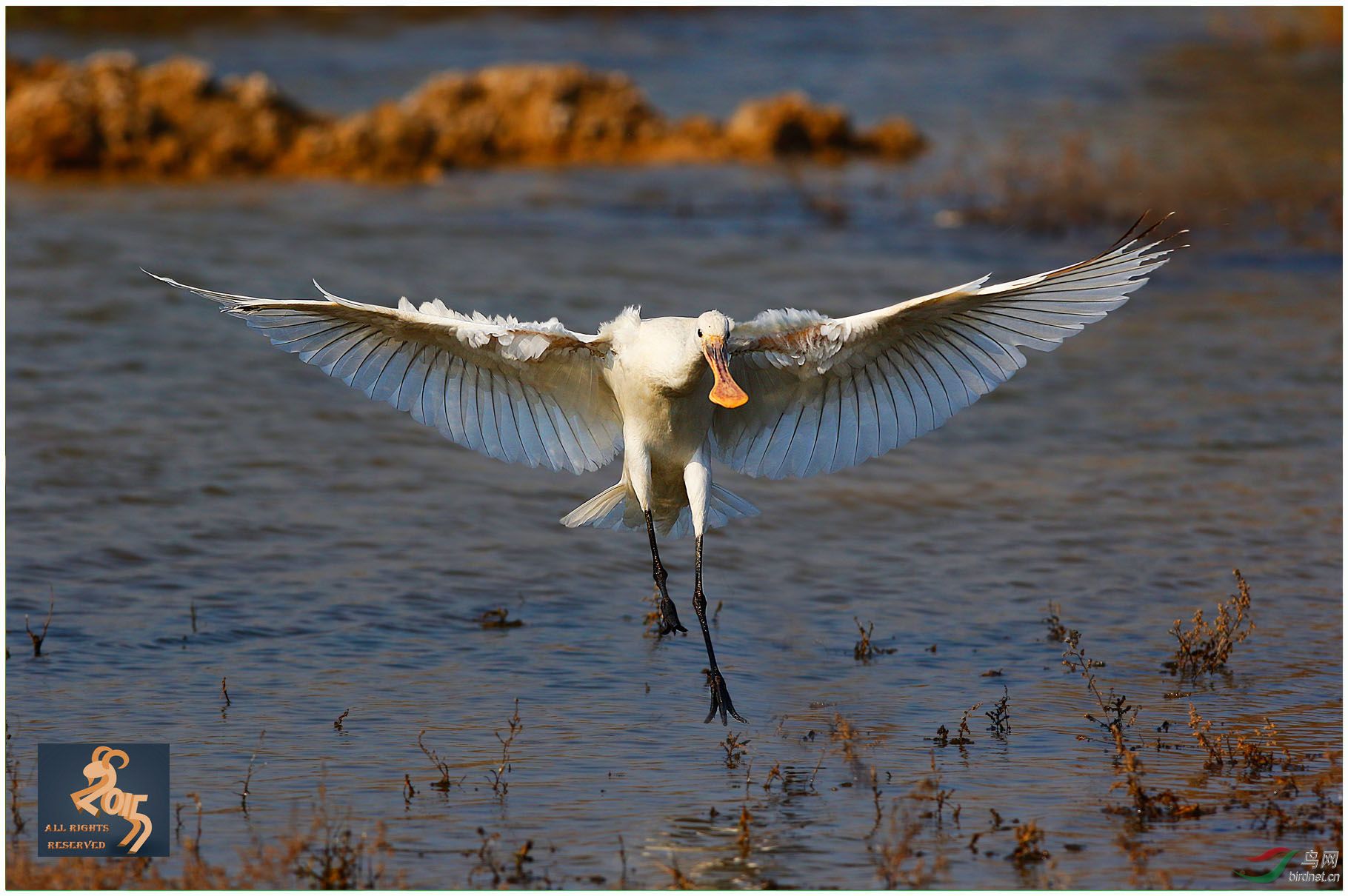 展开飞翔的翅膀白琵鹭