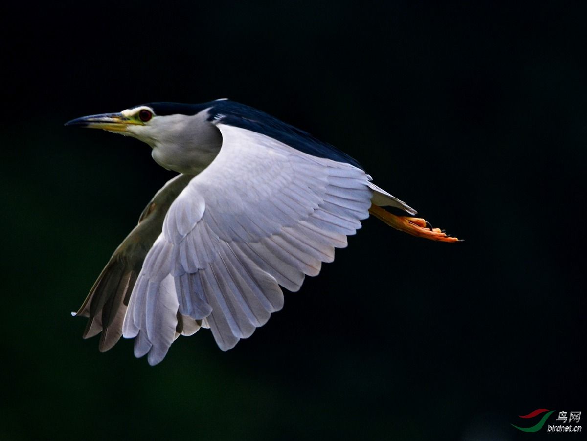 蓝背夜鹭 - 观鸟园地 birdwatching corner 鸟网