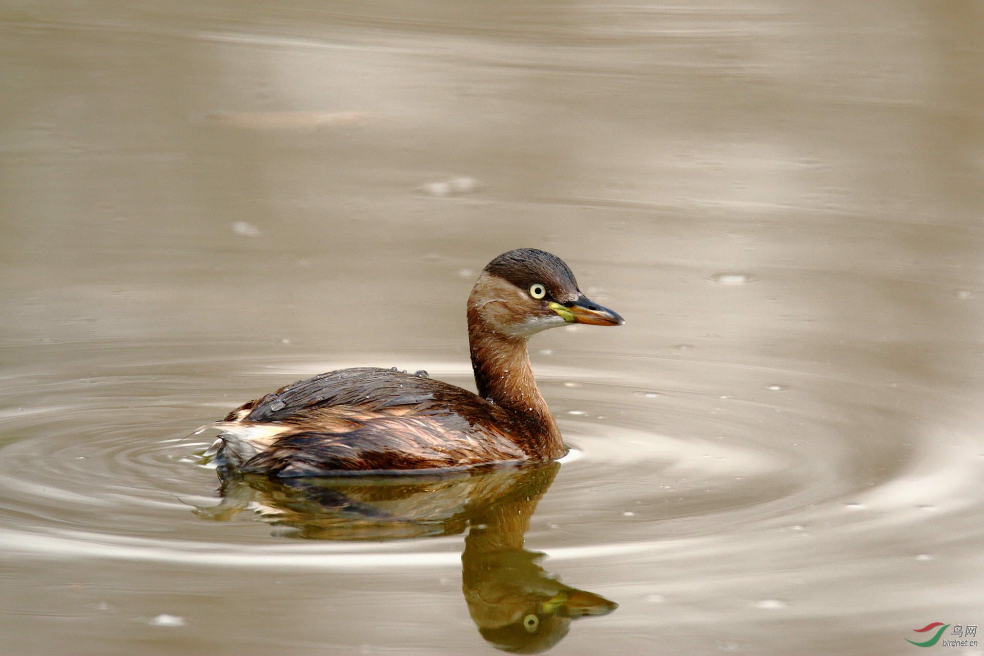 小䴙䴘(点击看大图)