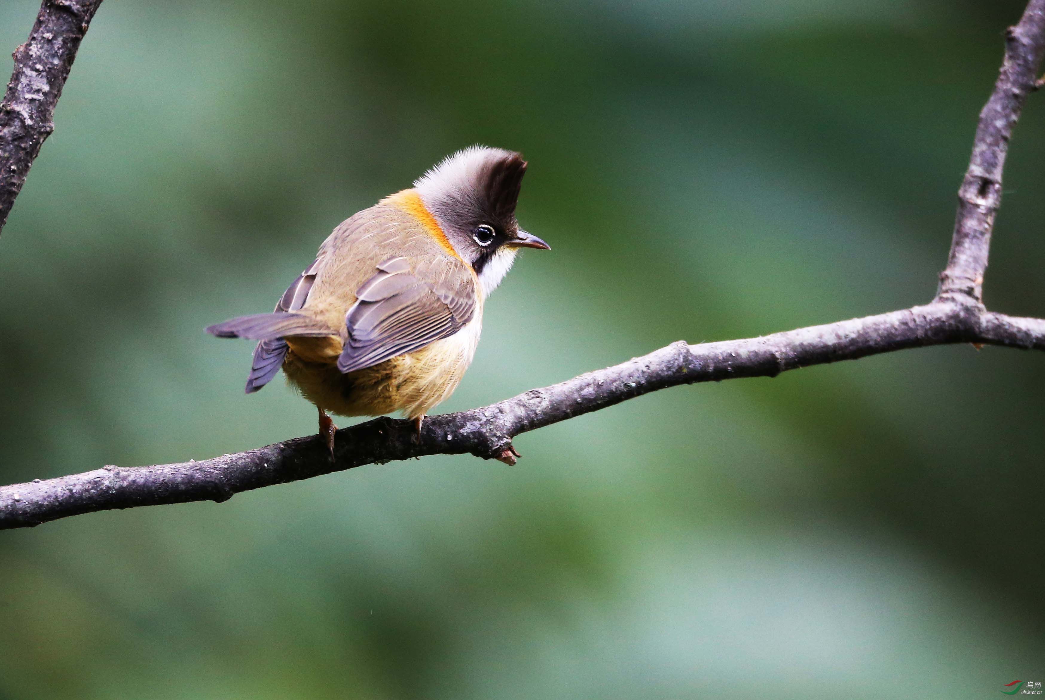 百花岭的黄颈凤鹛