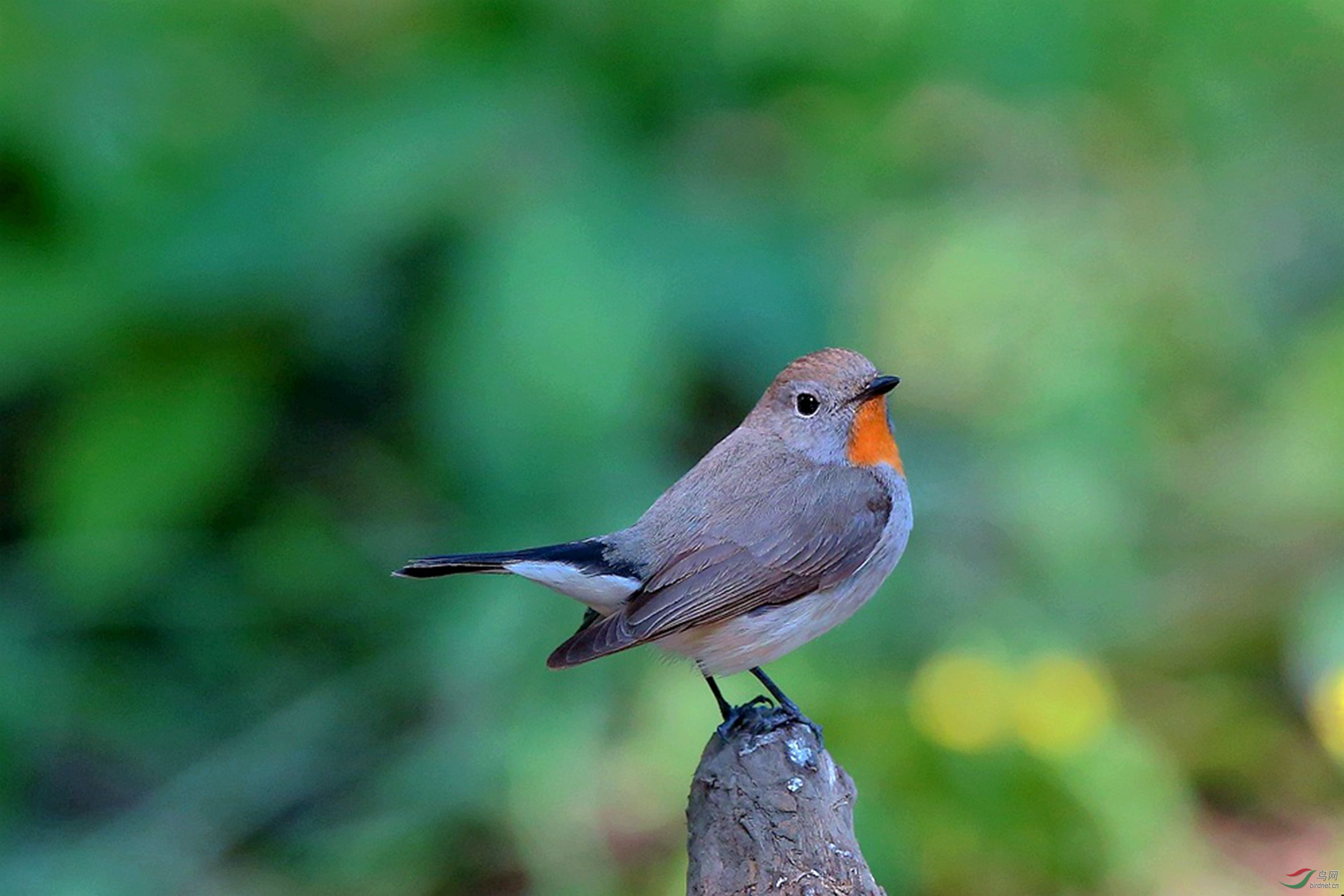红喉姬鹟母鸟图片
