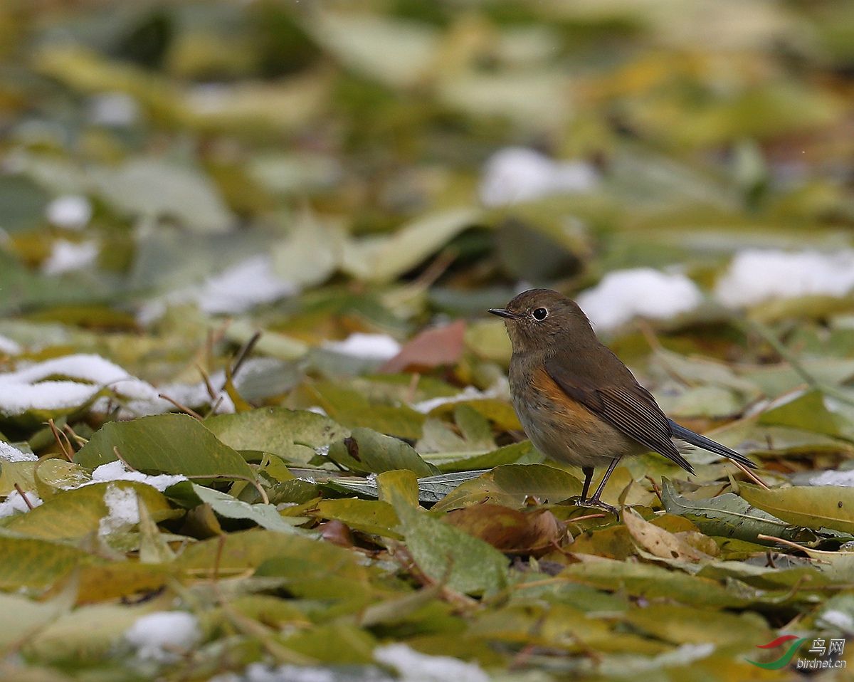 红肋蓝尾和落叶