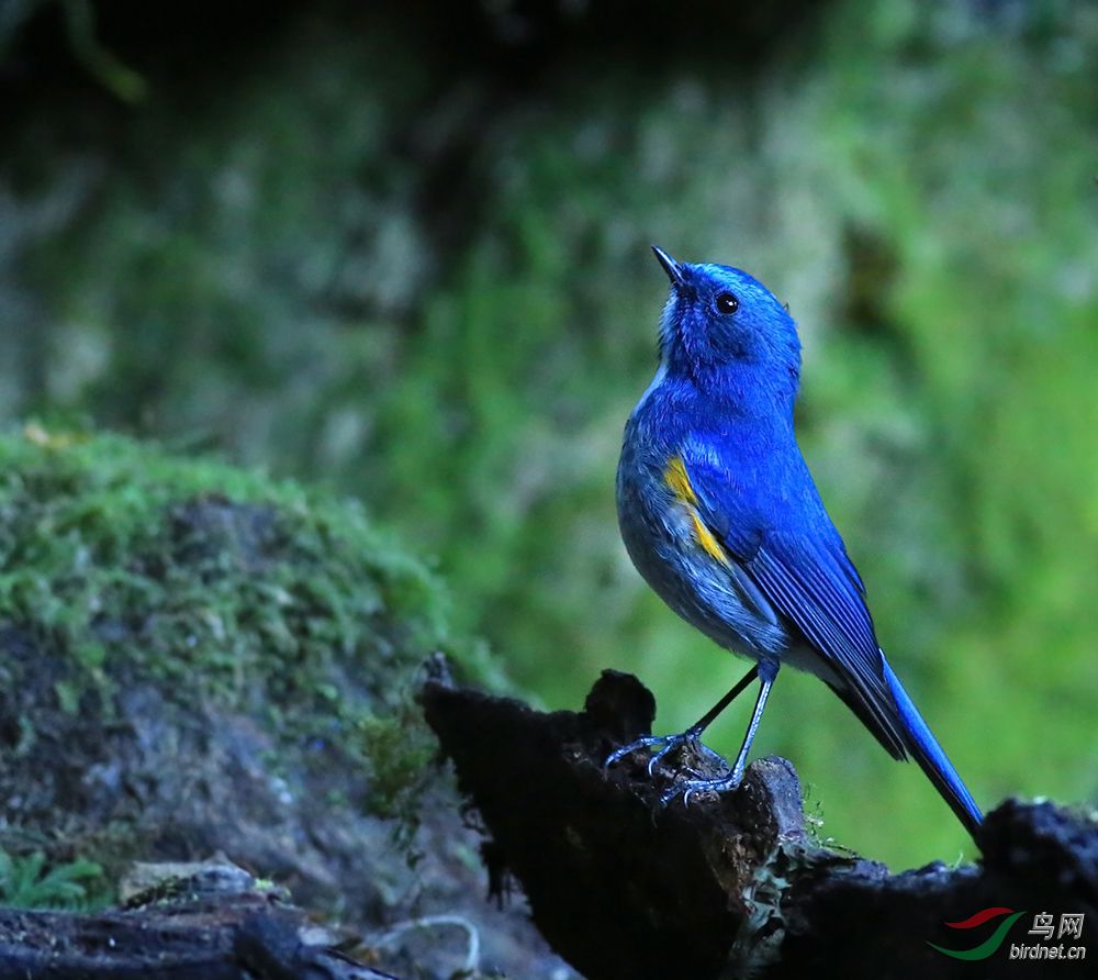 水灵灵的眼睛———蓝眉林鸲 - 广西版 guangxi 鸟网