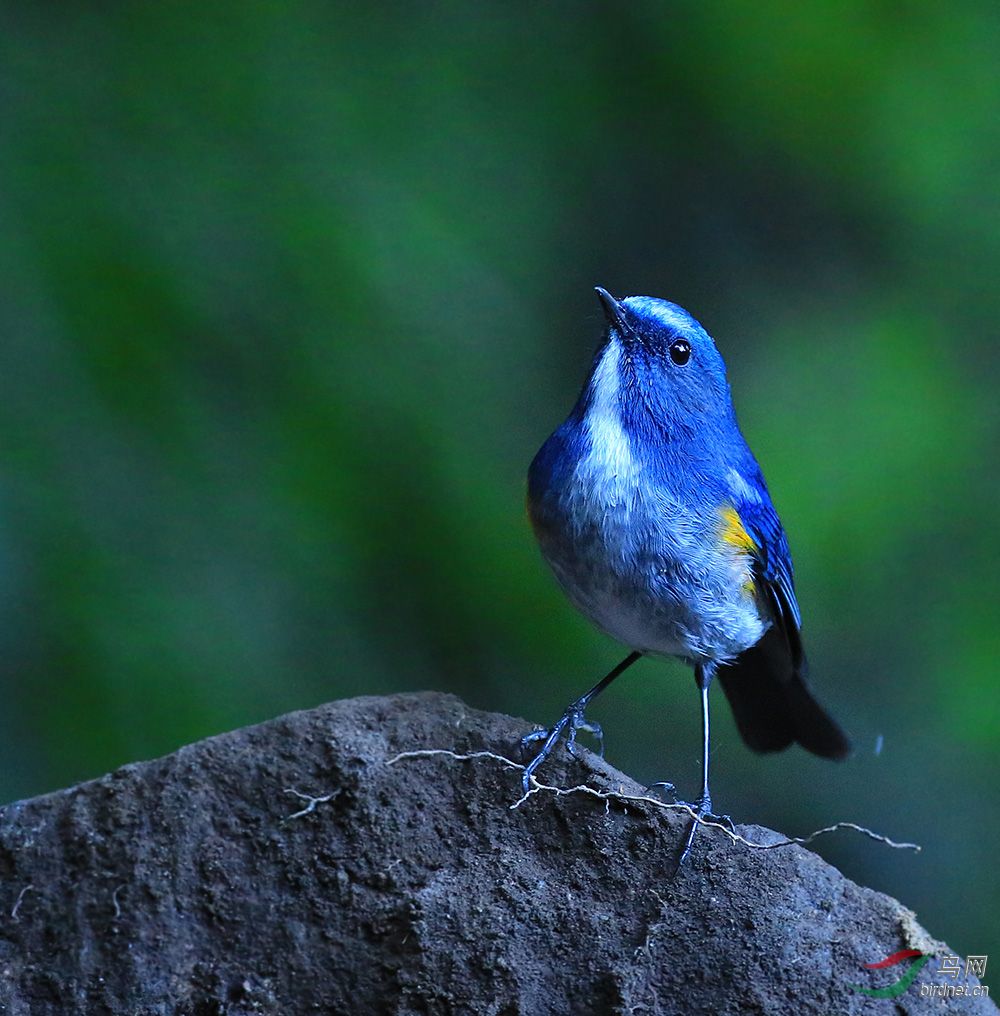 水灵灵的眼睛———蓝眉林鸲 - 广西版 guangxi 鸟网