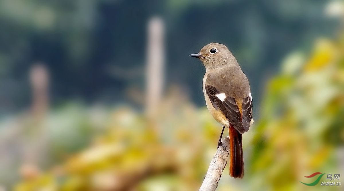 长焦卡片机拍得一组小鸟回头一眸