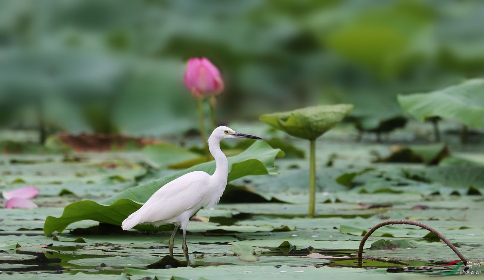 荷塘小白鹭
