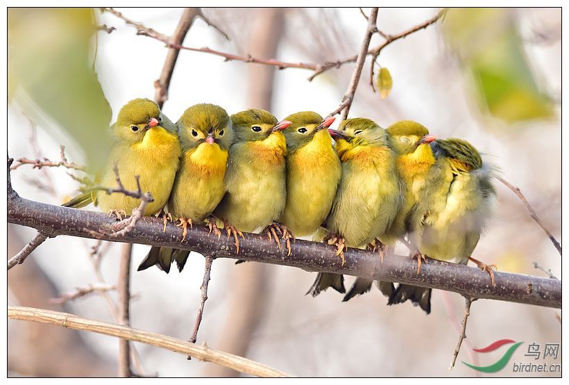 相思鸟酣睡排队