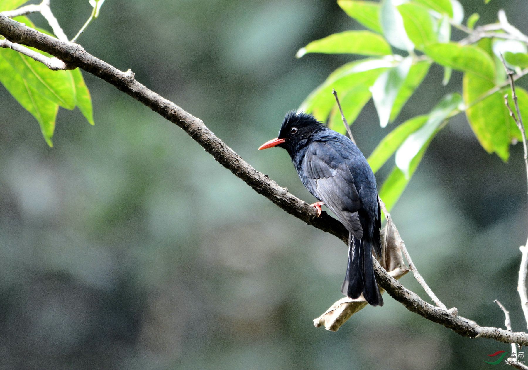 黑短脚鹎