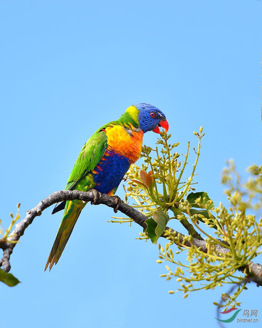 彩虹鹦鹉彩虹吸蜜鹦鹉