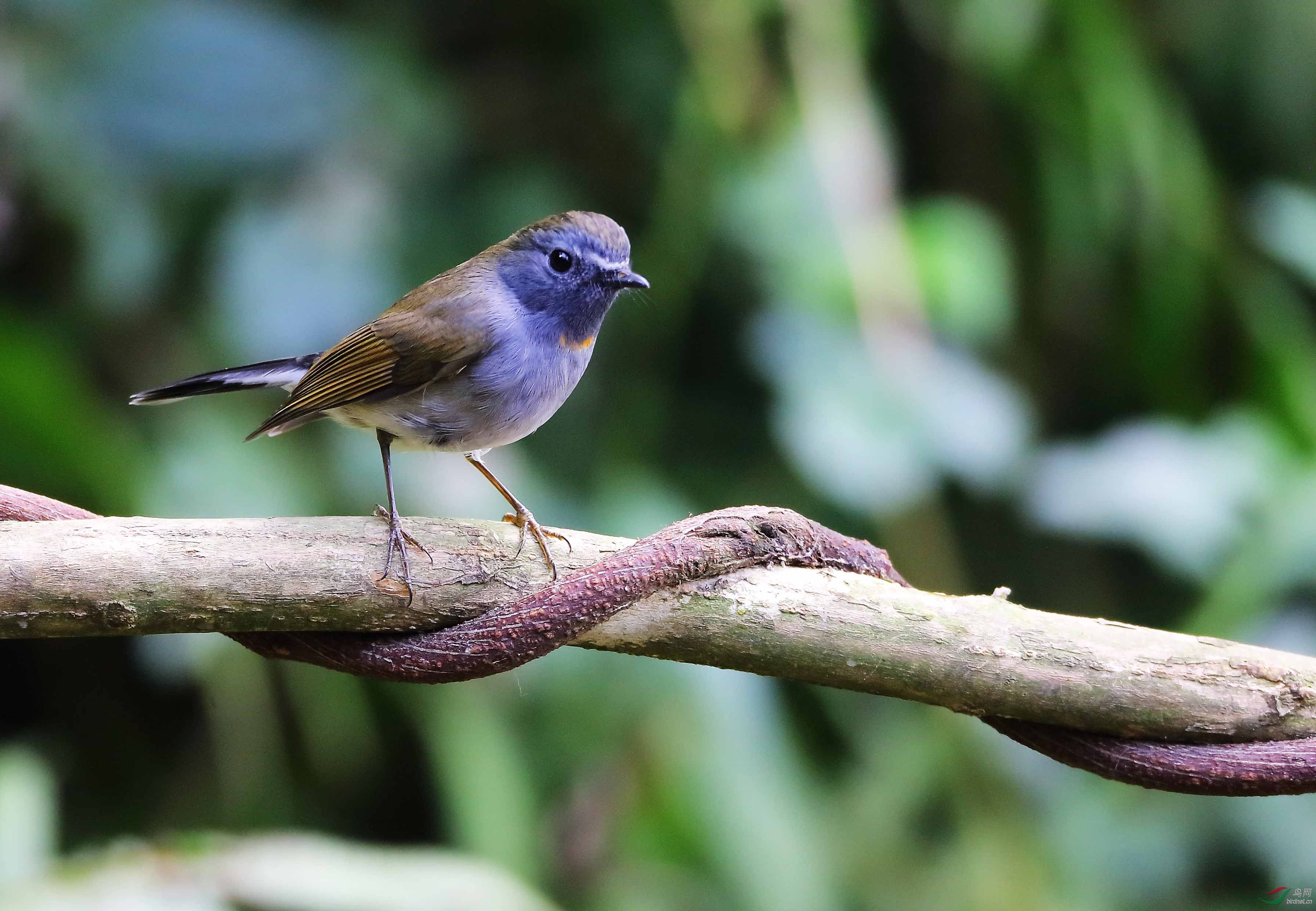 百花岭的橙胸姬鶲