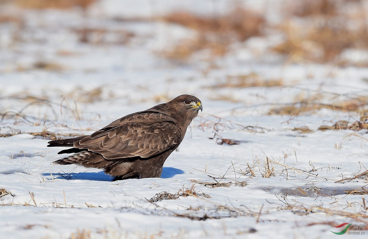 雪原大鵟