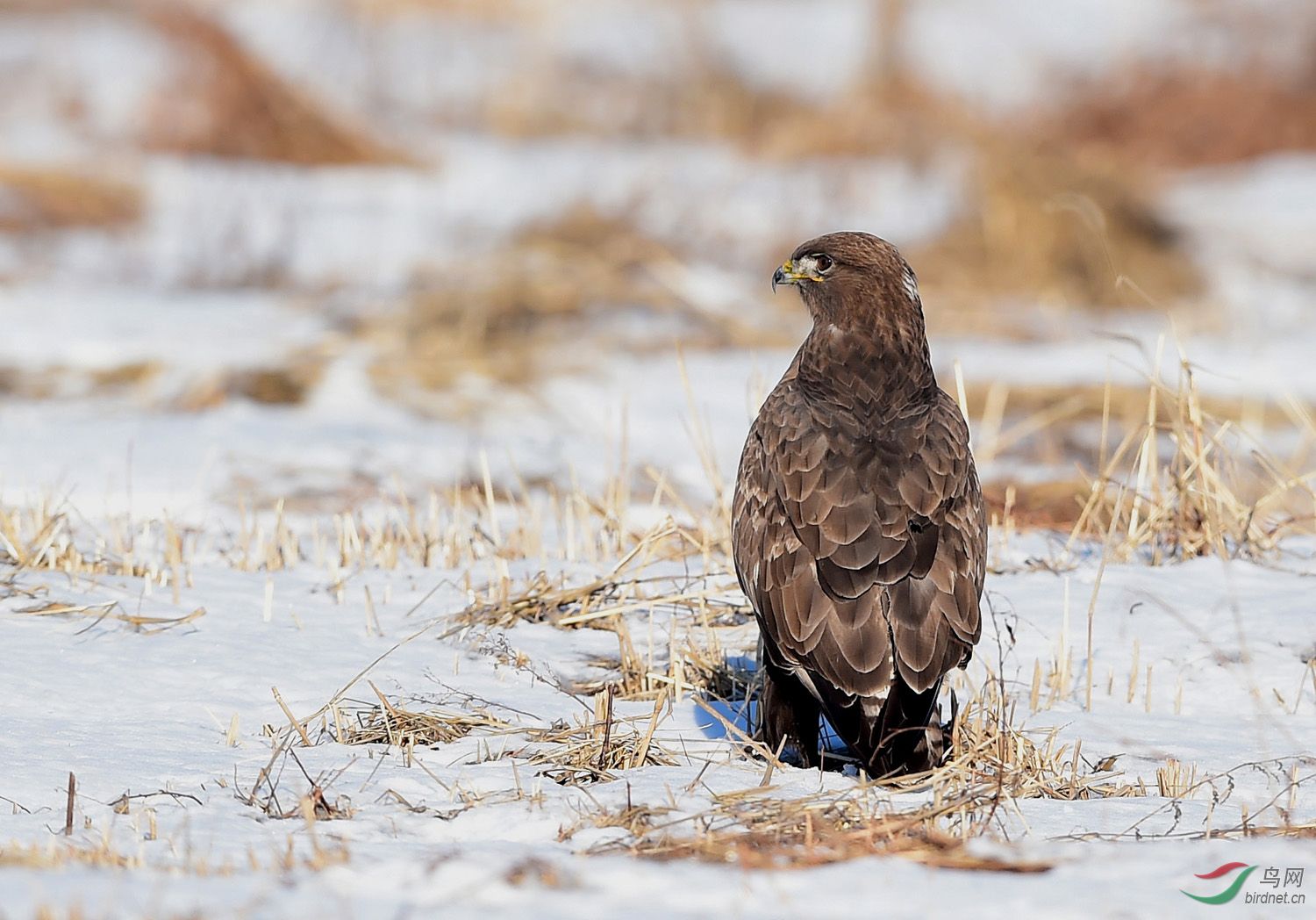 雪原大鵟51126 (2).jpg
