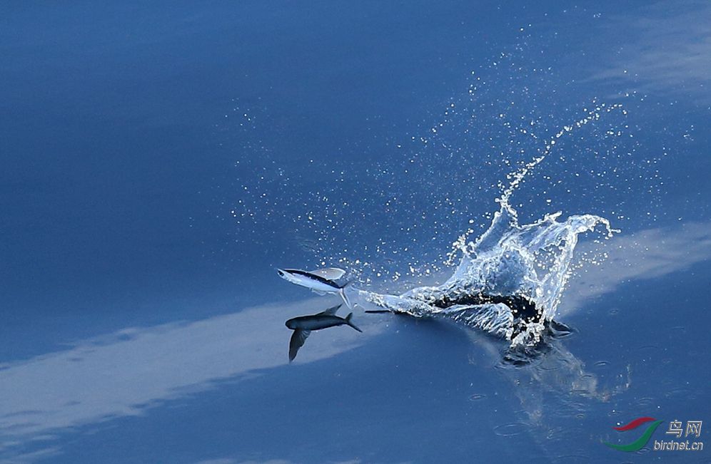 南海飞鱼!