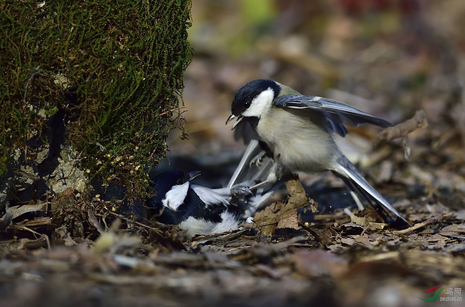 远东山雀打架版四