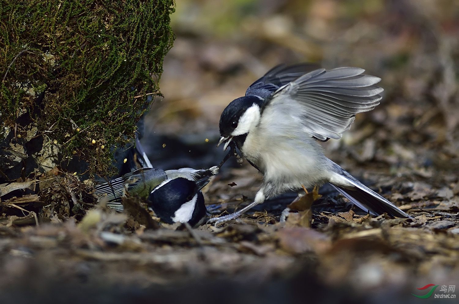 远东山雀打架版四