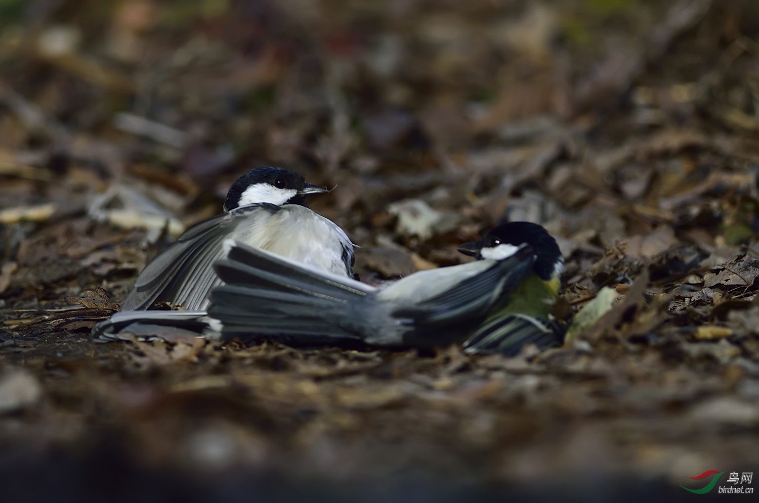 远东山雀打架版四