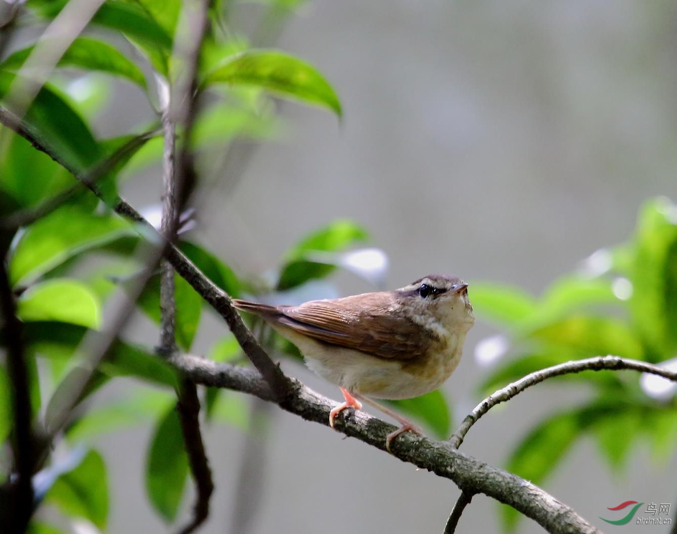 这是什么莺?很小,喜欢在地上活动.