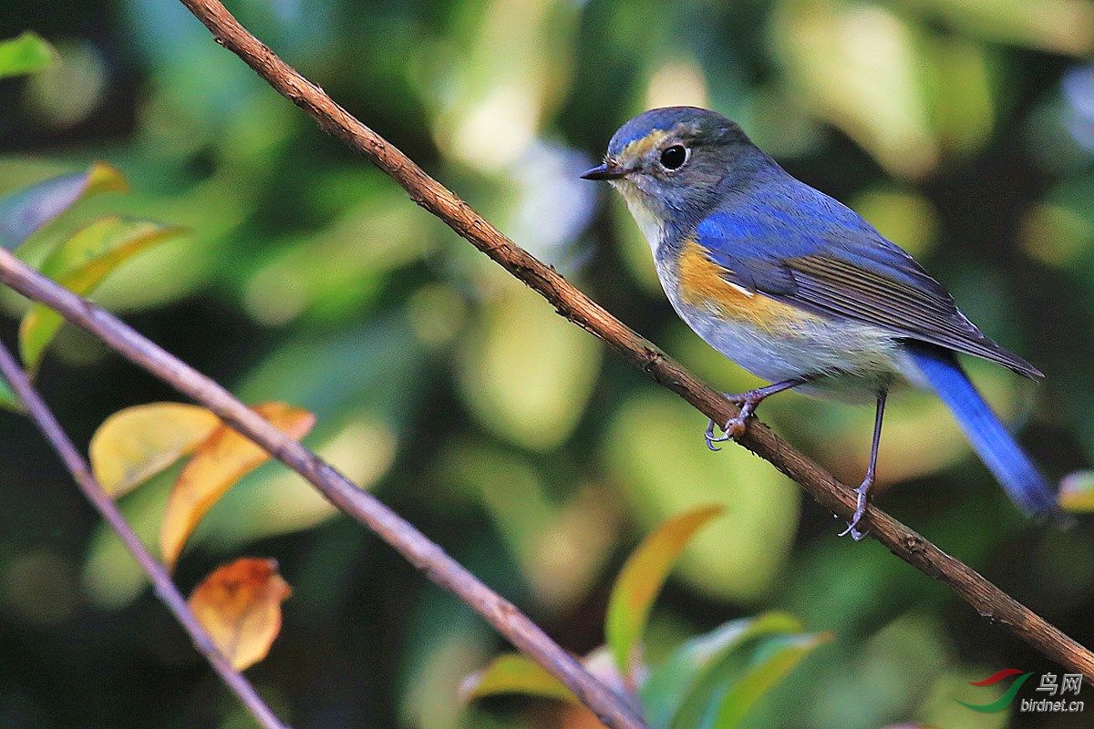 红胁蓝尾鸲 - 观鸟拍鸟之旅 鸟网