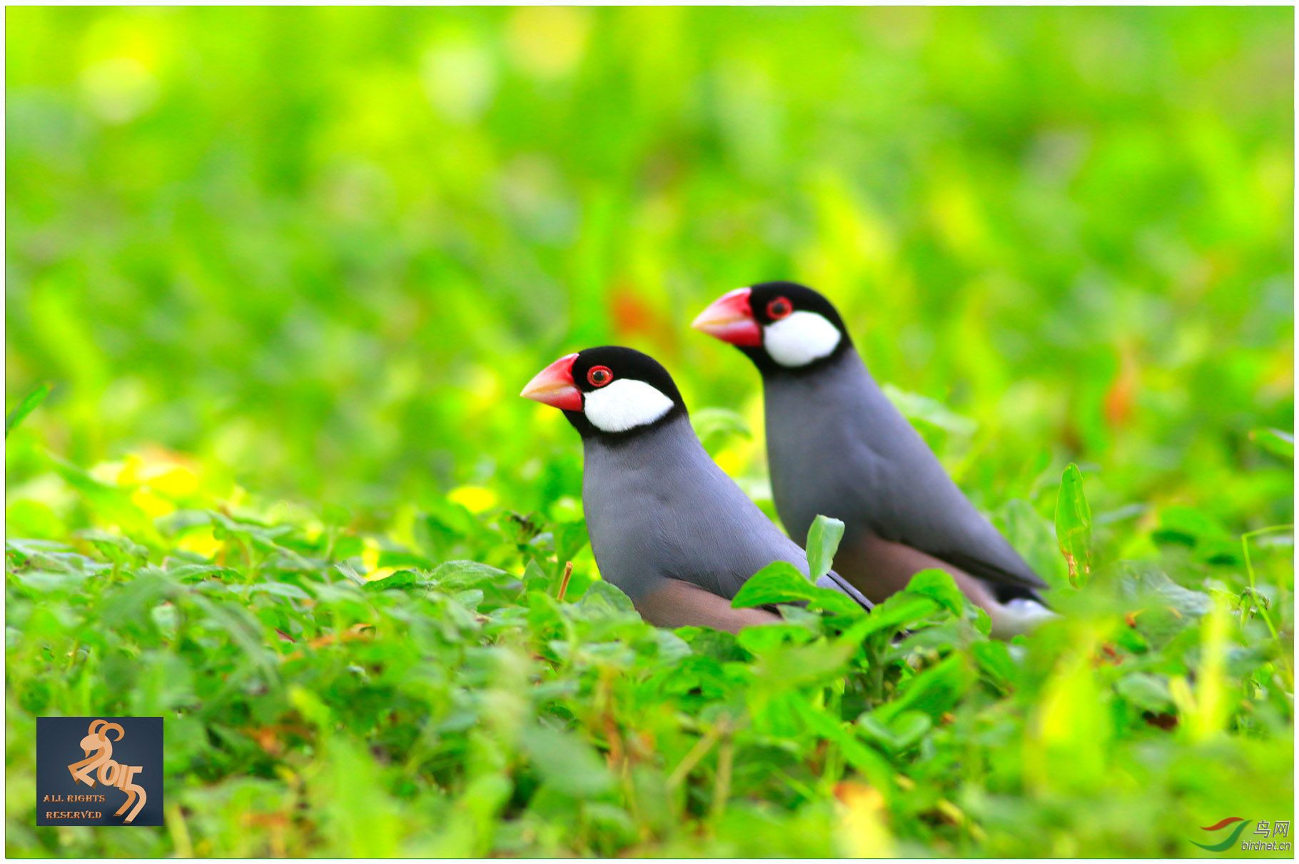 二只可爱的鸟百图150图