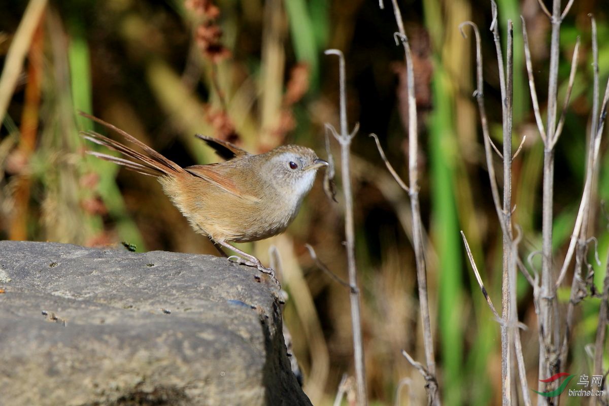 宝兴鹛雀特有种