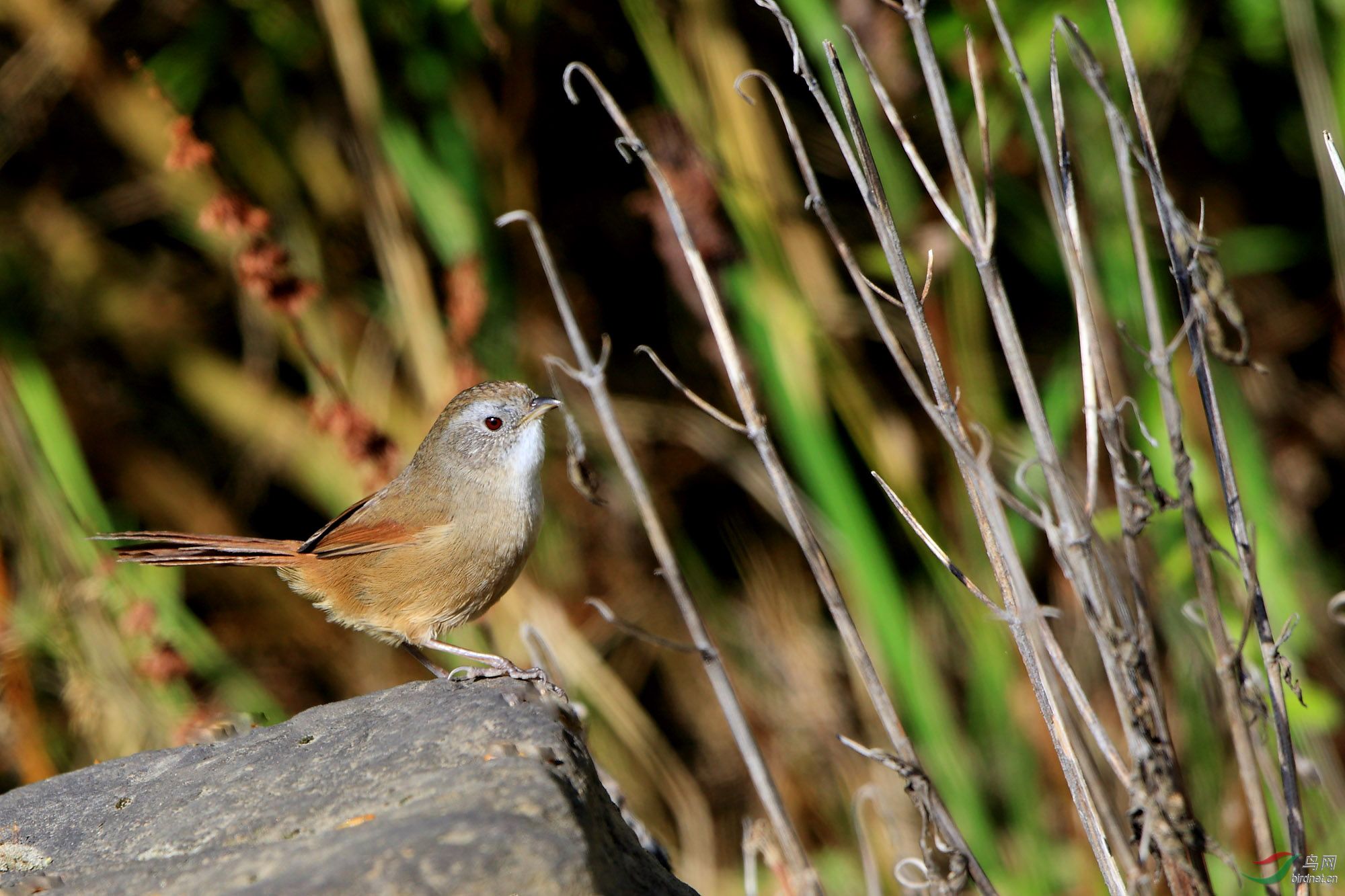 宝兴鹛雀特有种