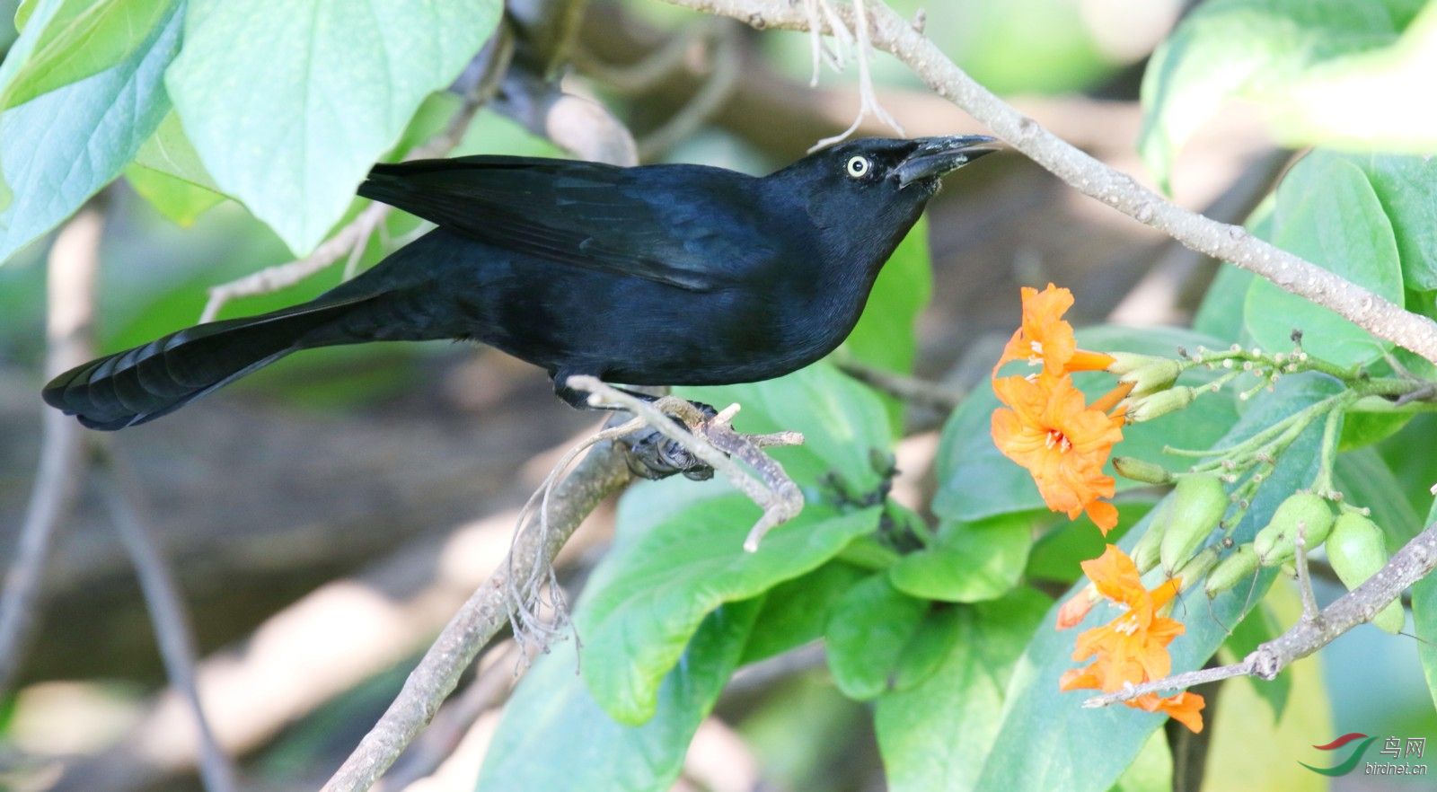 黑拟八哥 (古巴)