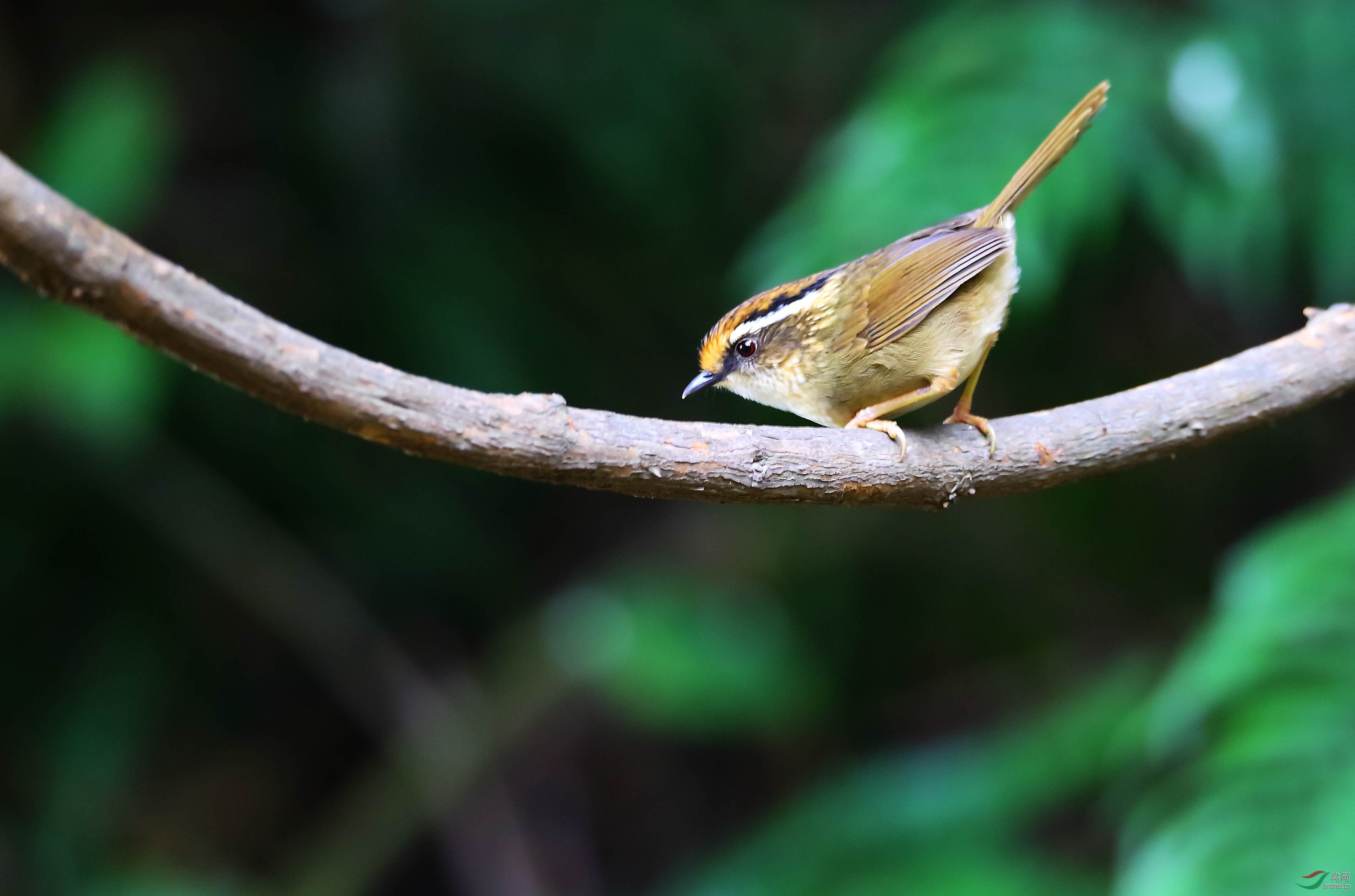百花岭的褐胁雀鹛