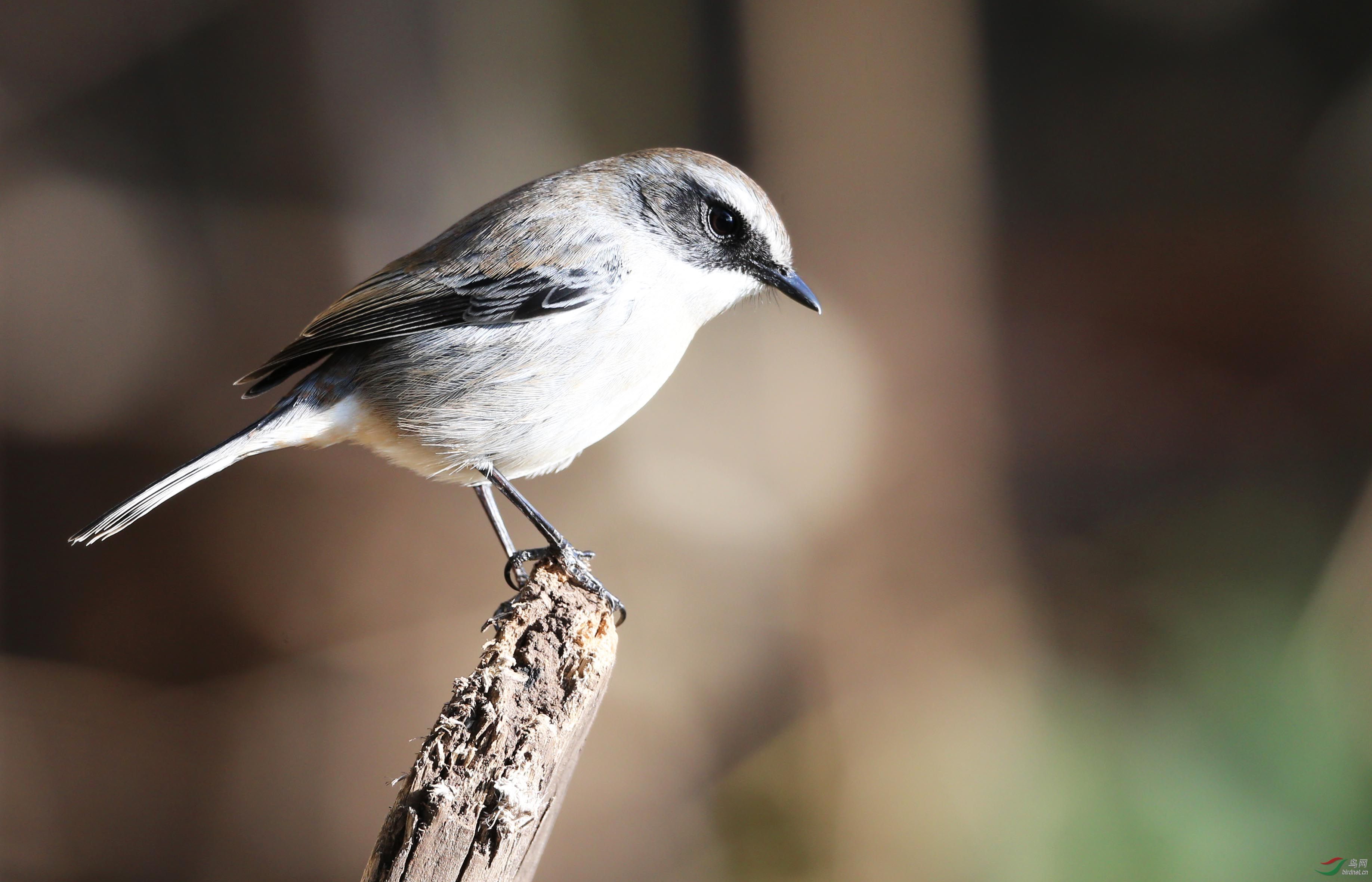 百花岭的灰林鵖