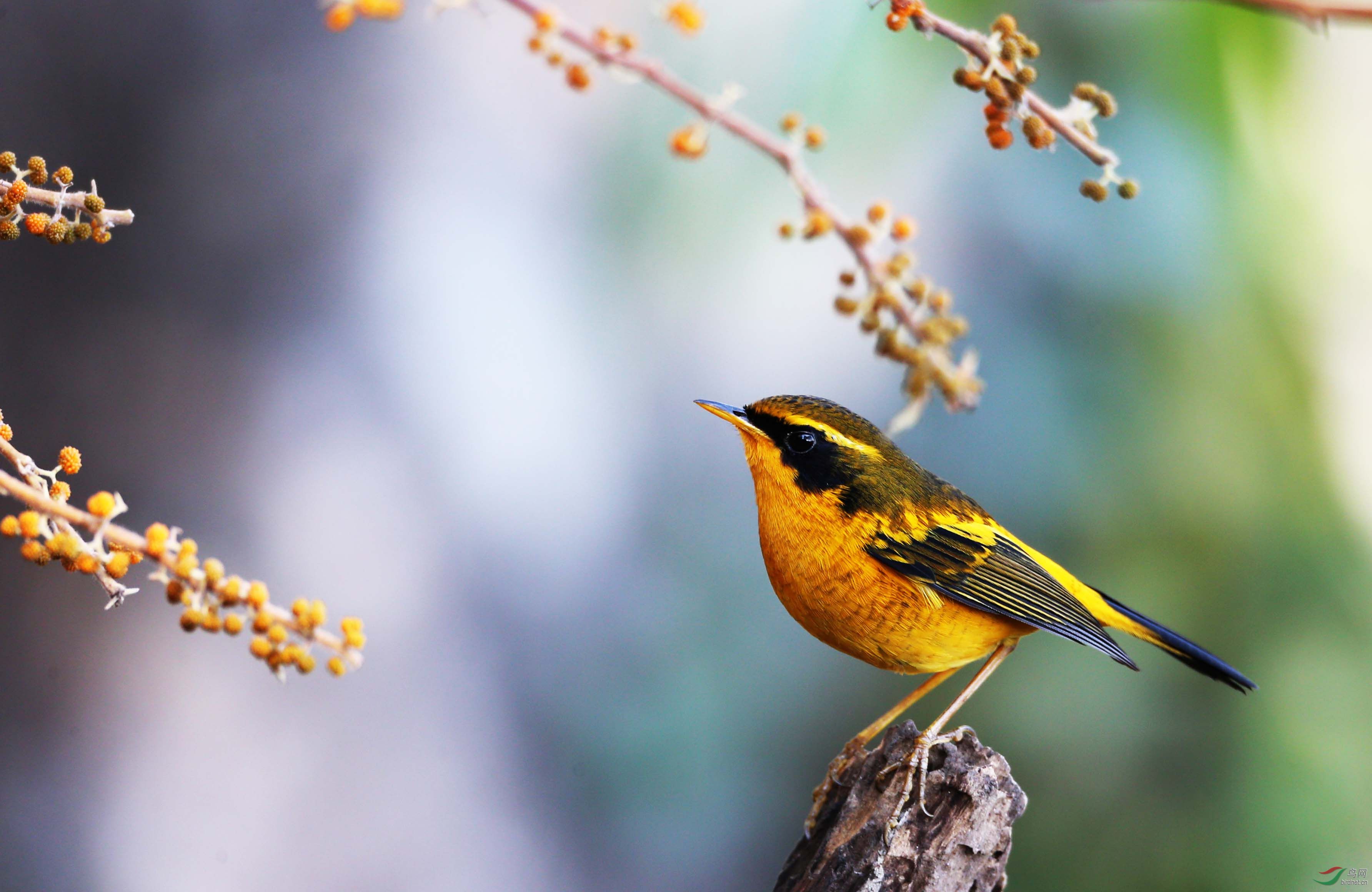 百花岭的金色林鸲 - 河北版 hebei 鸟网