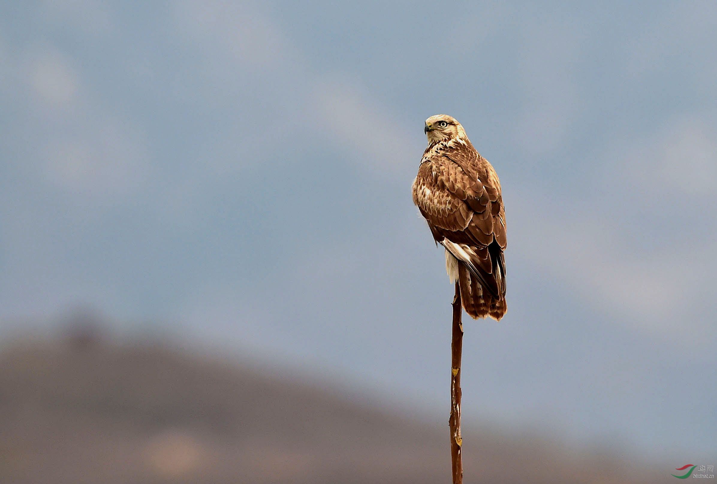 独霸一枝的大鵟