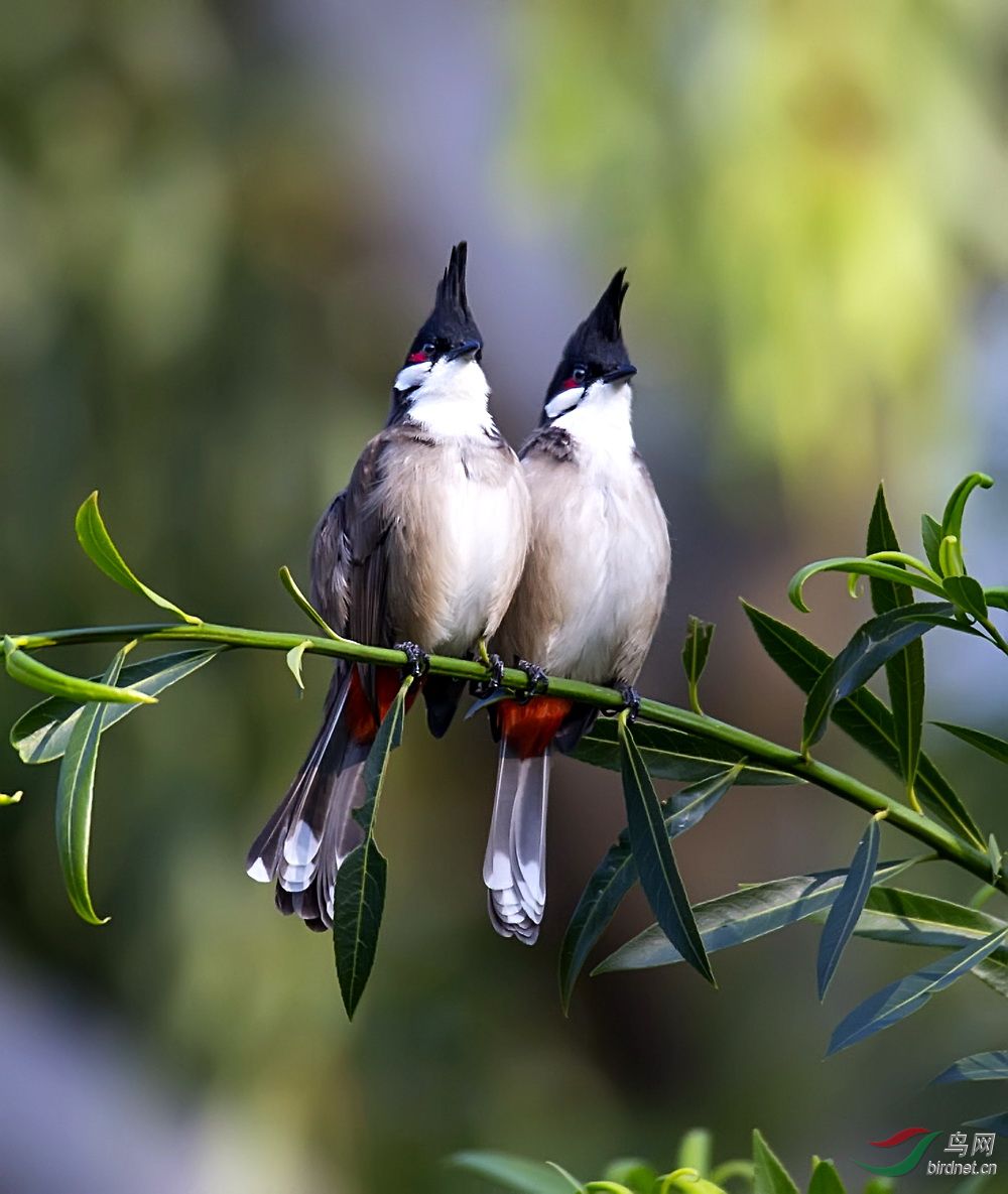 红耳鹎的恩爱秀