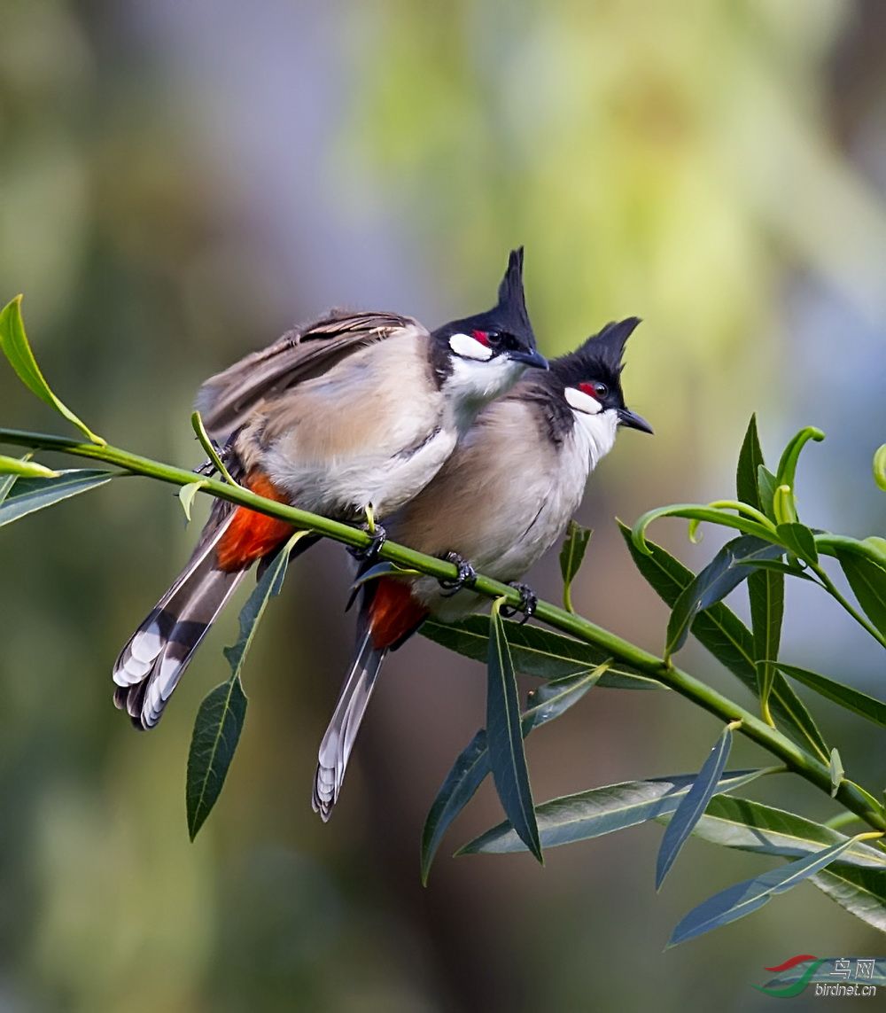 红耳鹎的恩爱秀