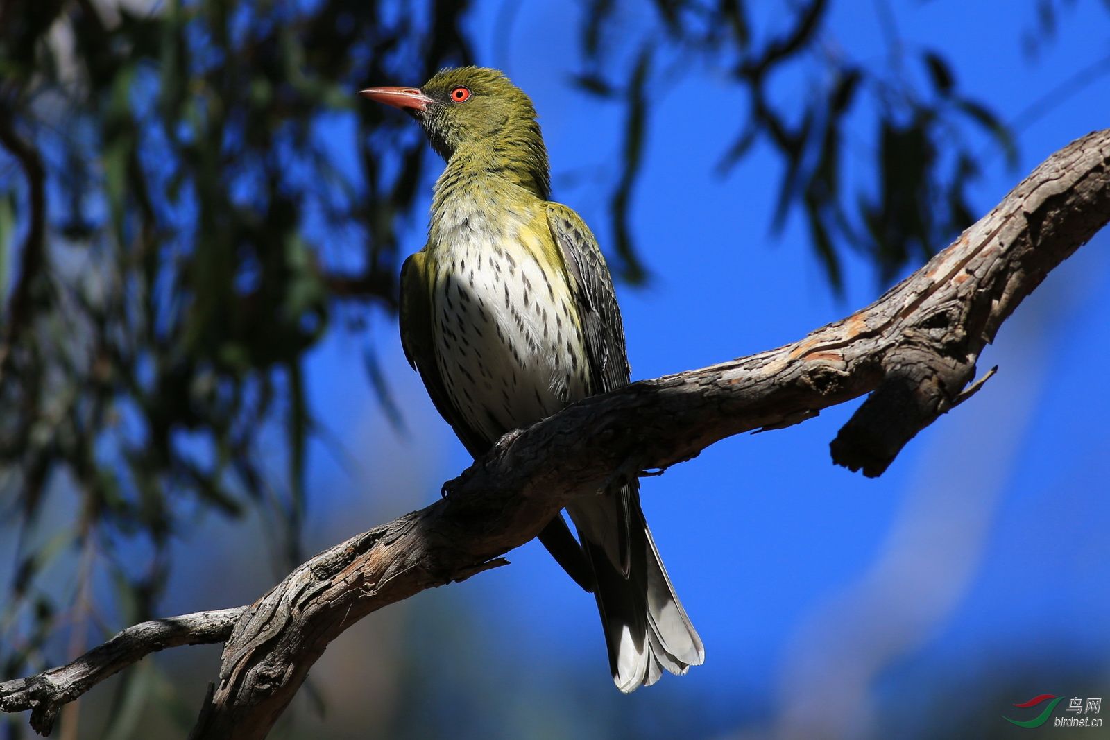 澳洲拍鸟-堪培拉黑山-绿背黄鹂