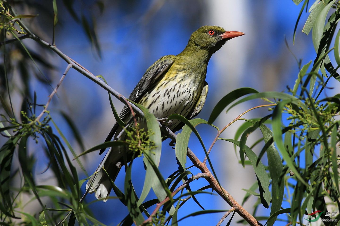 澳洲拍鸟-堪培拉黑山-绿背黄鹂
