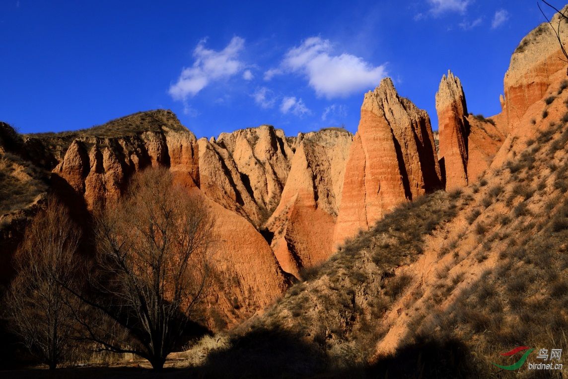 陕北沟壑.白腹灰椋鸟
