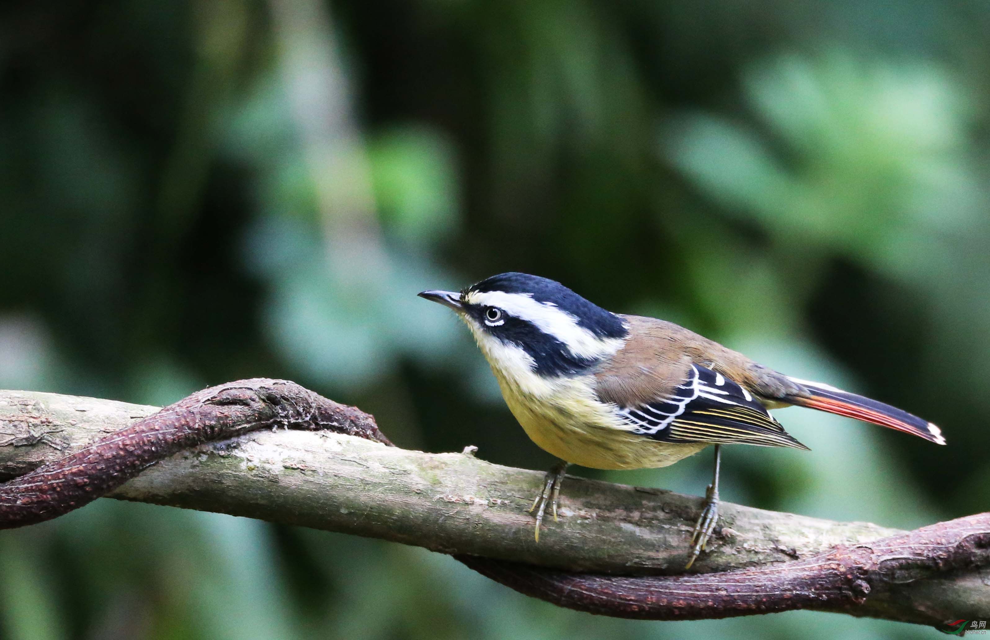 百花岭的火尾希鹛