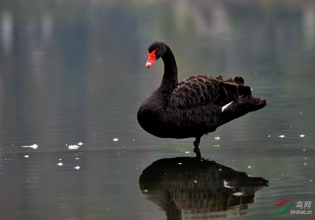 池塘四友黑天鹅白天鹅赤麻鸭翘鼻麻鸭