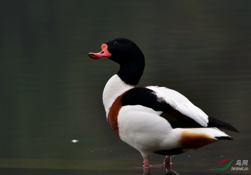 池塘四友黑天鹅白天鹅赤麻鸭翘鼻麻鸭