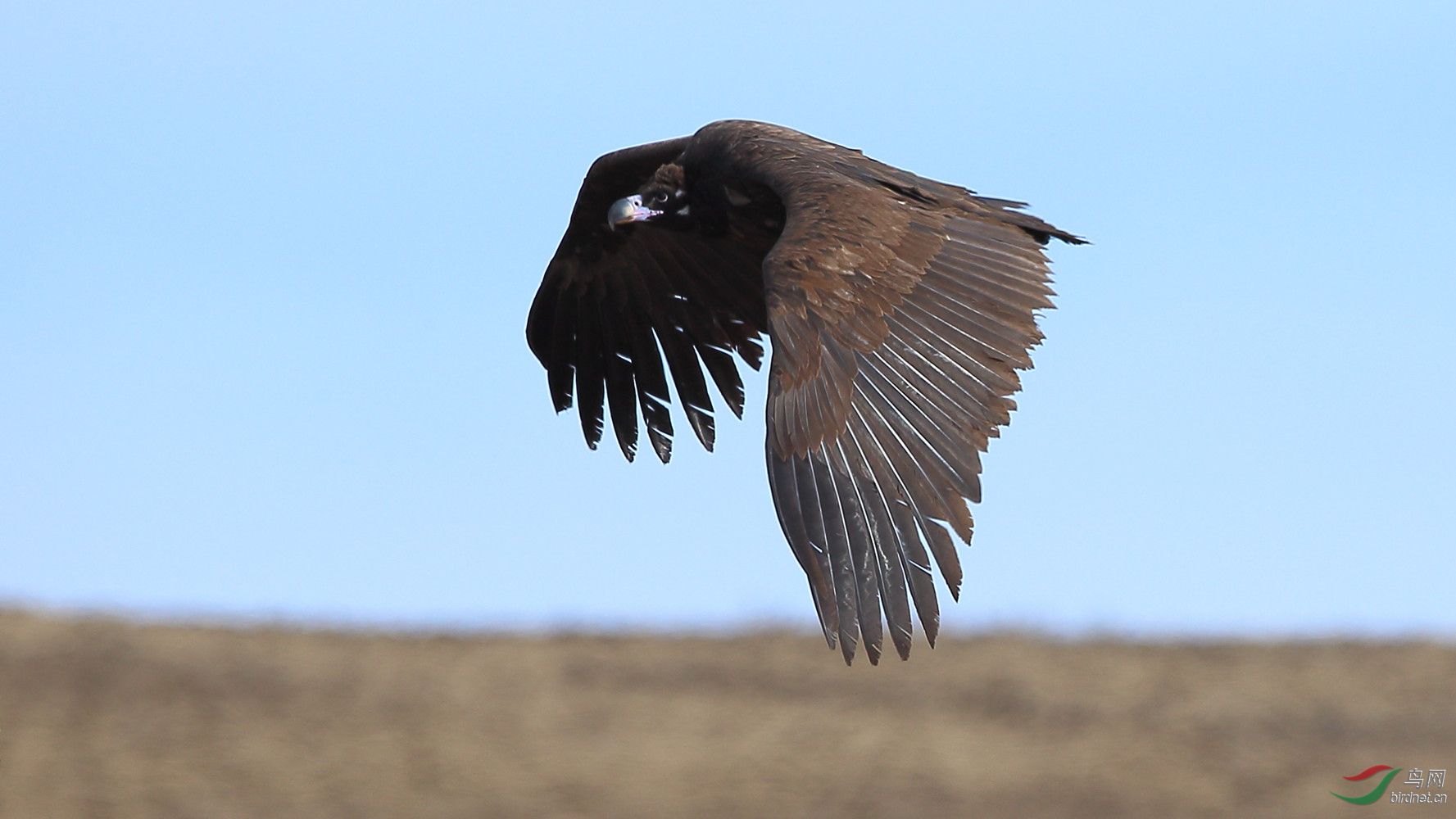 终极猛禽座山雕