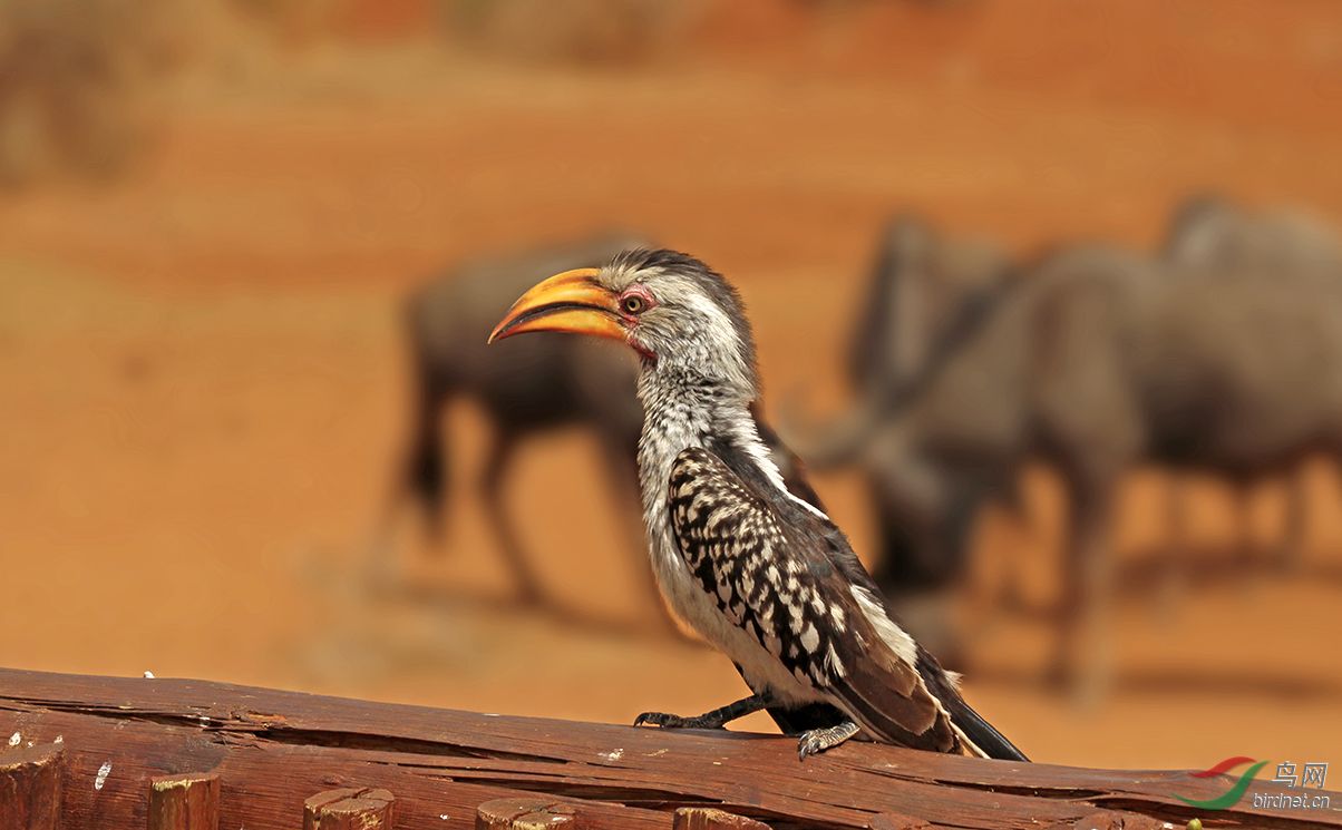 非洲的黄弯嘴犀鸟