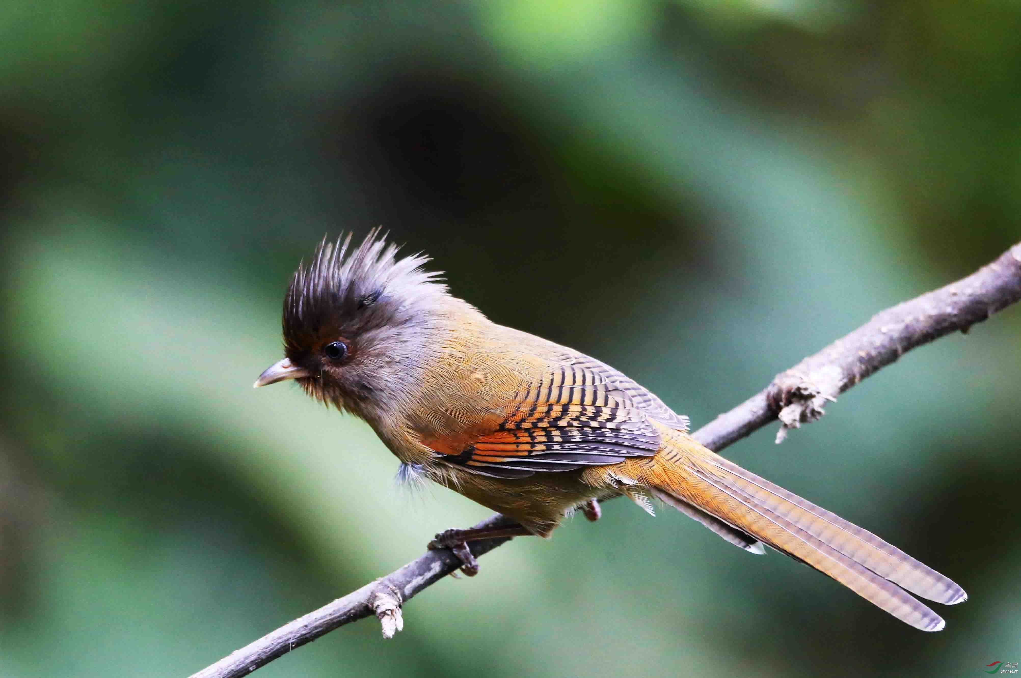 百花岭的锈额斑翅鹛