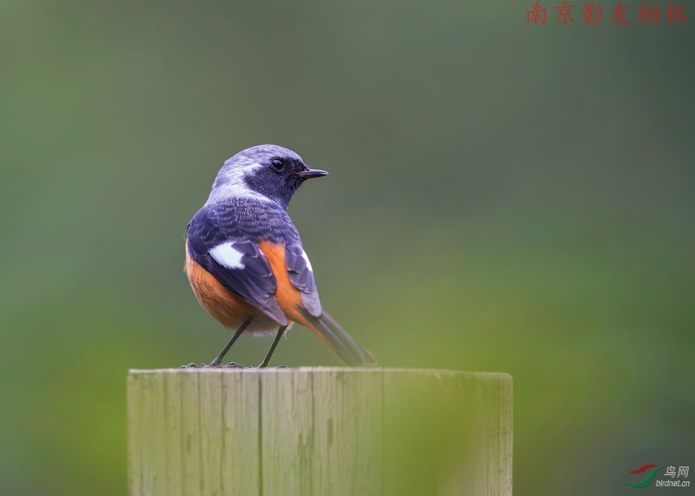 支持家乡版鸟荒拍"白红"