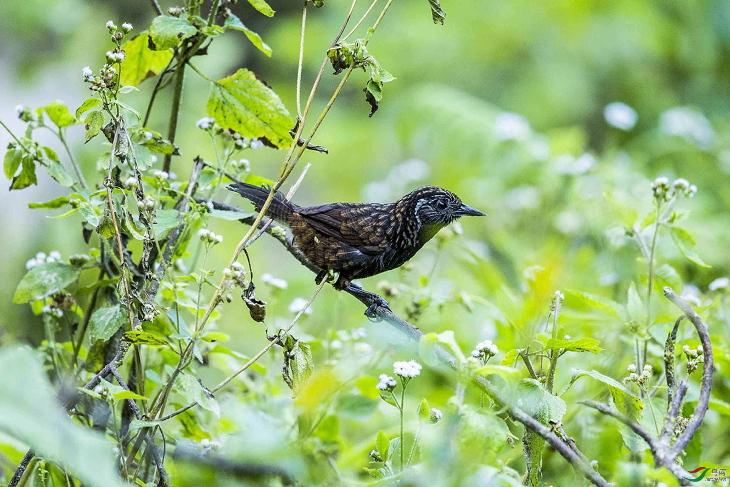 中国鸟种新记录墨脱黑胸楔嘴鹩鹛锡金楔嘴鹛